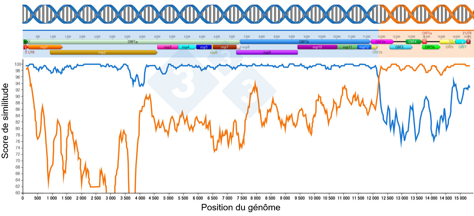 <p>Figure 1 : Repr&eacute;sentation d'une recombinaison g&eacute;n&eacute;rant un nouveau virus. La r&eacute;gion situ&eacute;e avant et apr&egrave;s les points d'intersection des deux lignes indique la partie de g&eacute;nomes re&ccedil;us des deux virus parentaux. Les r&eacute;gions du g&eacute;nome sont repr&eacute;sent&eacute;es dans la partie sup&eacute;rieure.</p>
