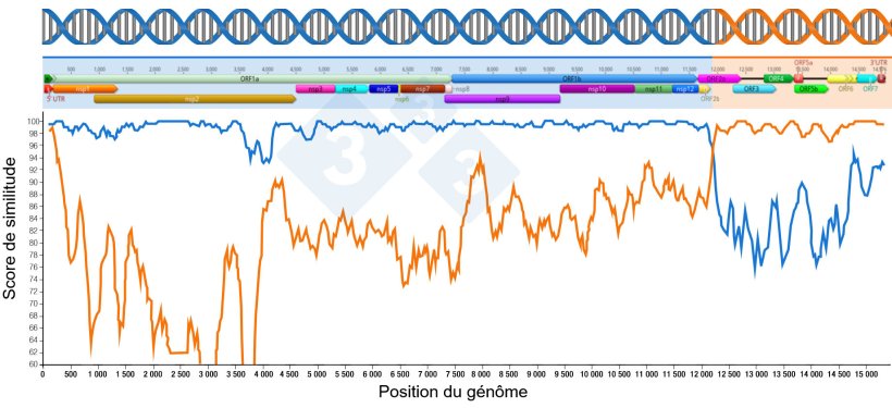 Figure 1 : Repr&eacute;sentation d&#39;une recombinaison g&eacute;n&eacute;rant un nouveau virus. La r&eacute;gion situ&eacute;e avant et apr&egrave;s les points d&#39;intersection des deux lignes indique la partie de g&eacute;nomes re&ccedil;us des deux virus parentaux. Les r&eacute;gions du g&eacute;nome sont repr&eacute;sent&eacute;es dans la partie sup&eacute;rieure.
