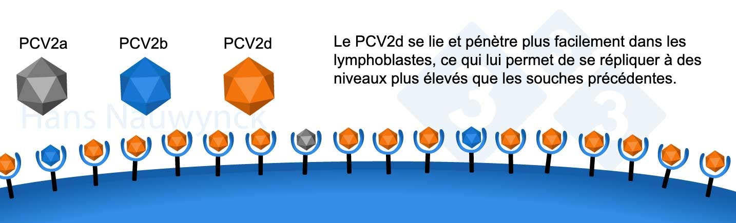<p>Le PCV2 est un virus en constante &eacute;volution. Le PCV2d est aujourd'hui la souche dominante, ayant modifi&eacute; sa surface afin de mieux se lier &agrave; ses r&eacute;cepteurs dans les lymphoblastes.</p>
