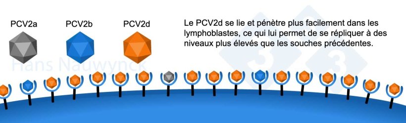 Le PCV2 est un virus en constante &eacute;volution. Le PCV2d est aujourd&#39;hui la souche dominante, ayant modifi&eacute; sa surface afin de mieux se lier &agrave; ses r&eacute;cepteurs dans les lymphoblastes.
