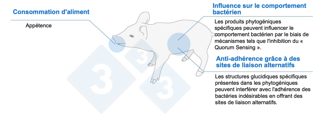 <p>Figure 1. Les produits phytog&eacute;niques peuvent aider les porcelets par diff&eacute;rents m&eacute;canismes.</p>
