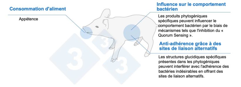 Figure 1. Les produits phytogéniques peuvent aider les porcelets par différents mécanismes.