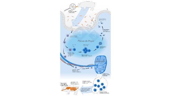 Schéma d'activation du système immunitaire commun des muqueuses