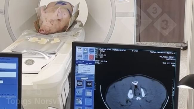 Figure 4. Les verrats sont placés en position couchée sur le tomographe. Le processus complet dure moins de 10 minutes.