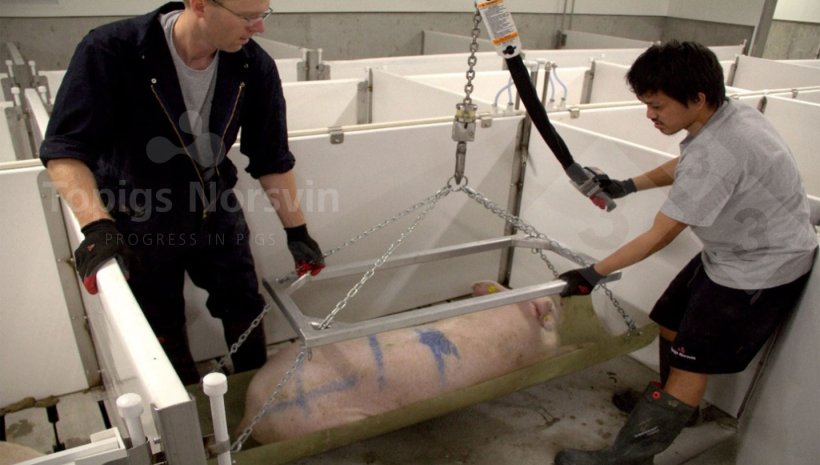 Figure 2. Les animaux sont mis sous s&eacute;datif afin de les maintenir calmes pendant l'op&eacute;ration.
