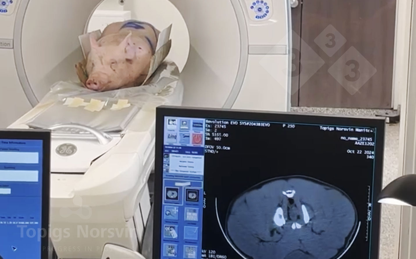 <p>Figure 4. Les verrats sont plac&eacute;s en position couch&eacute;e sur le tomographe. Le processus complet dure moins de 10 minutes.</p>
