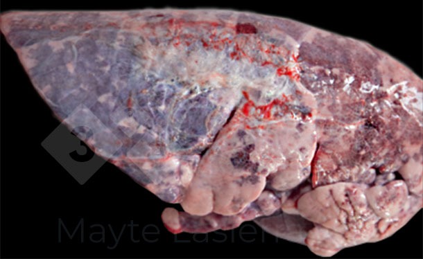 <p>Pleurésie dorsocaudale</p>