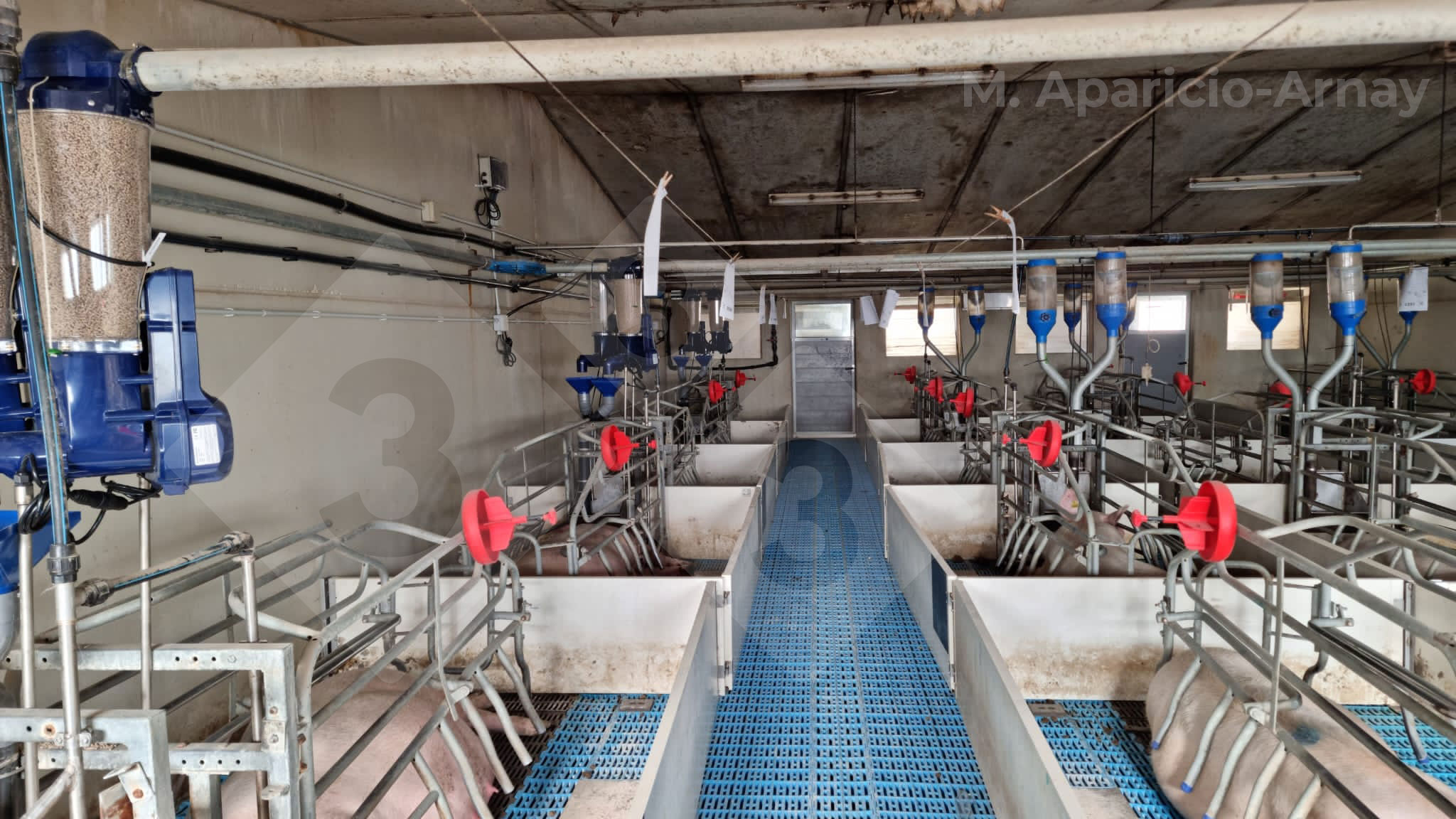 <p>Photo 2. Alimentation de pr&eacute;cision pendant l'allaitement des truies.</p>
