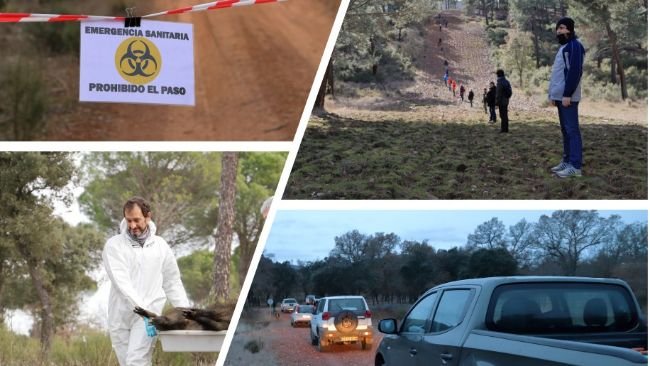 Figure 2 : Simulations de PPA chez les sangliers.