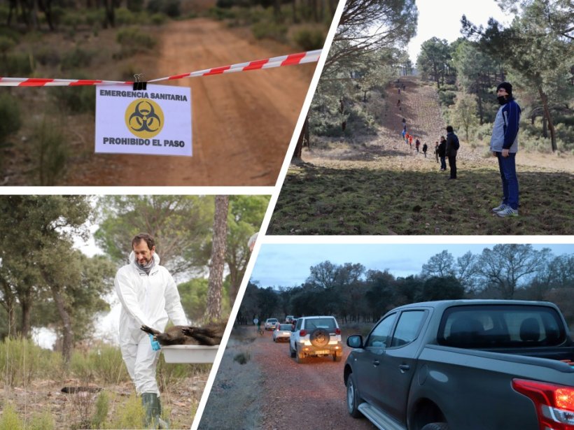 Figure 2 : Simulations de PPA chez les sangliers.