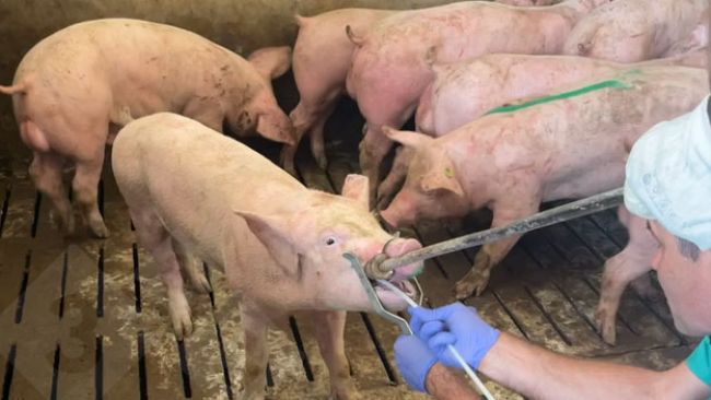 Pr&eacute;l&egrave;vement d'&eacute;chantillons par frottis amygdalien
