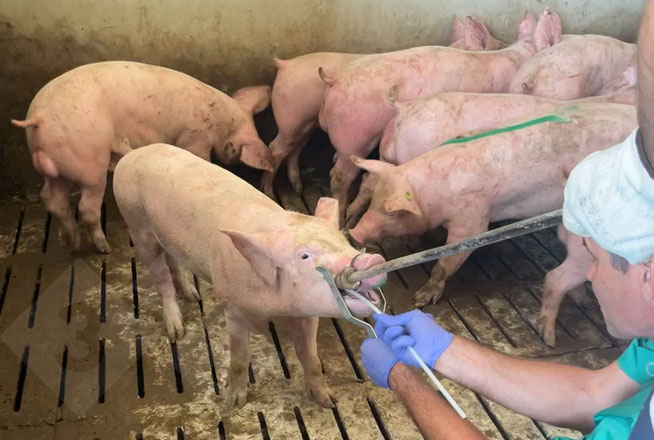 <p>Pr&eacute;l&egrave;vement d'&eacute;chantillons par frottis amygdalien</p>
