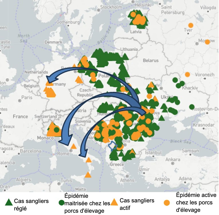 Figure 1. Itinéraire probable du virus de la PPA vers les bassins de production du Latium, de Campanie et de Rhénanie-du-Nord-Westphalie