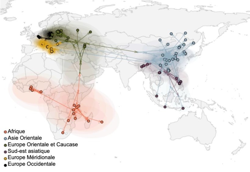 Figure 2. Propagation mondiale du virus de la PPA (Rossi et al. bioRxiv 2025).
