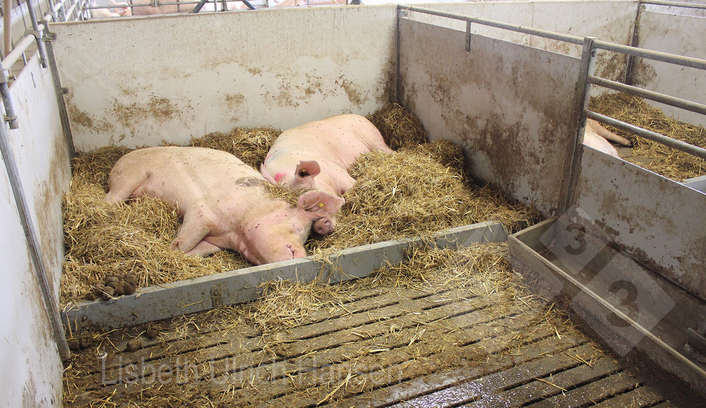 <p>Photo 3 : Parc d'infirmerie avec liti&egrave;re de paille dans la zone de repos.</p>
