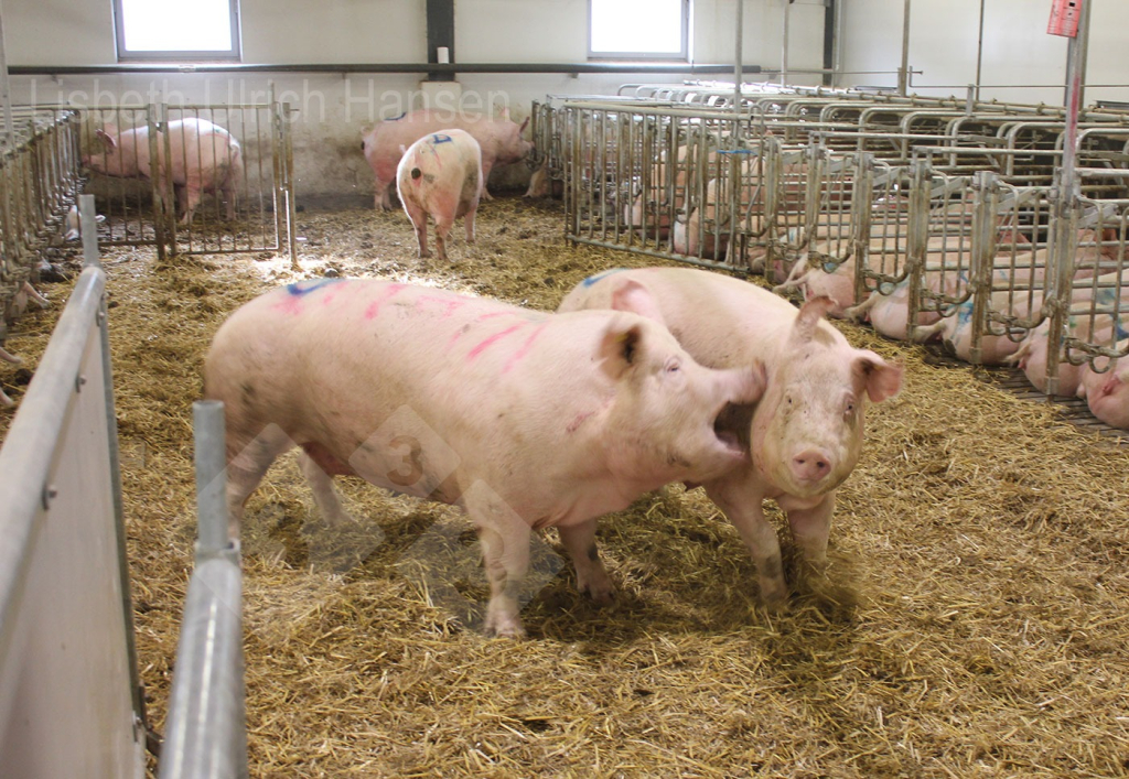 <p>Photo 1 : Parc d'ins&eacute;mination danois utilis&eacute; pour le m&eacute;lange - liti&egrave;re profonde avec de la paille</p>
