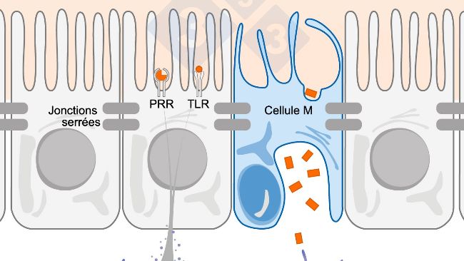 Figure 1. Sch&eacute;ma illustrant le m&eacute;canisme d'action des cellules immunitaires intestinales en r&eacute;ponse &agrave; des menaces externes.
