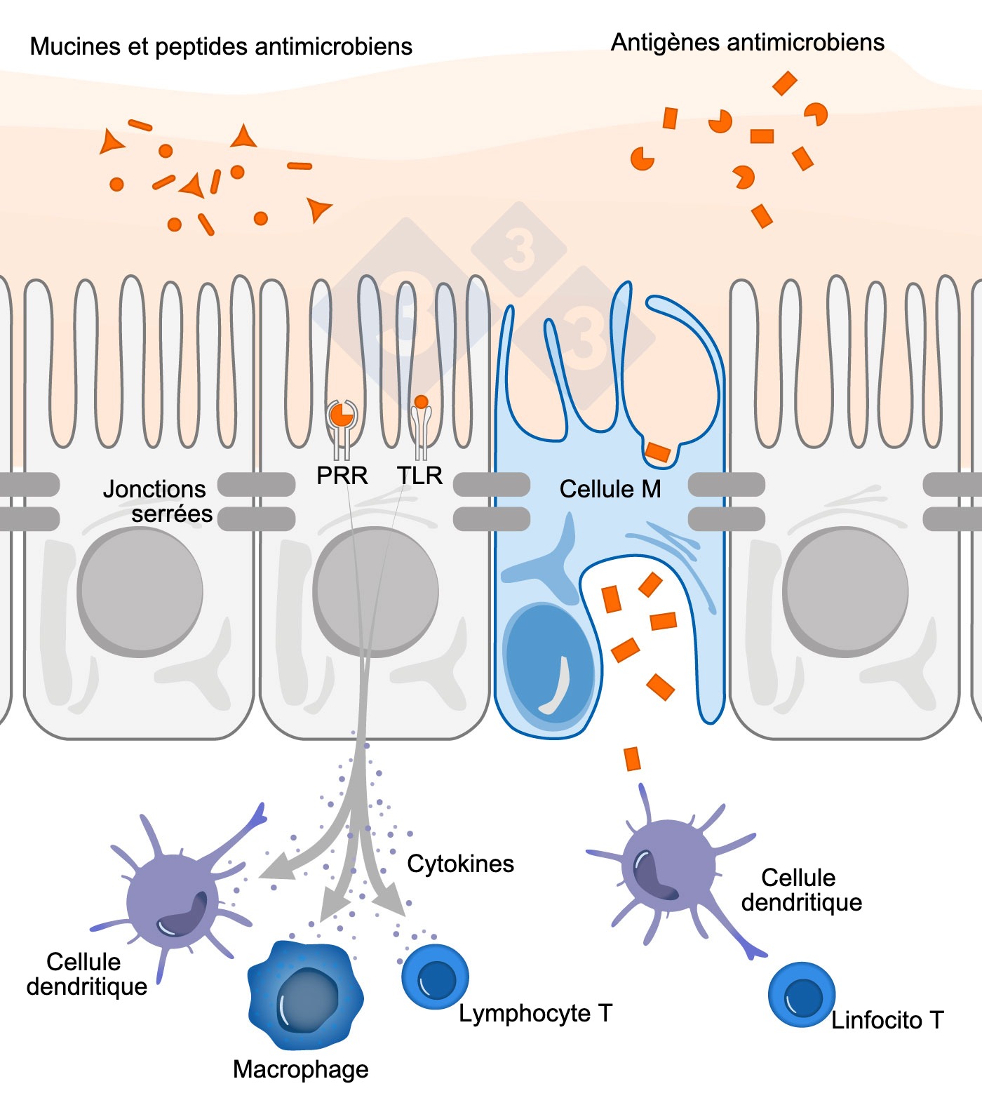 <p>Figure 1. Schéma illustrant le mécanisme d'action des cellules immunitaires intestinales en réponse à des menaces externes.</p>