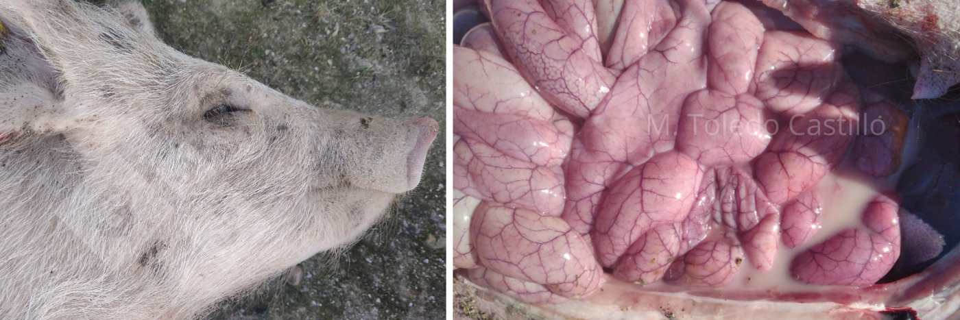 <p>Photos 3 et 4 : Aspect de l'intestin d'un porcelet atteint de colibacillose.</p>
