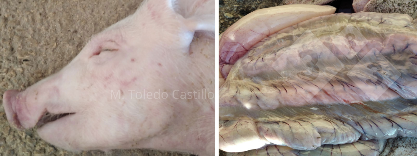 <p>Photos 1 et 2 : Aspect de l'intestin d'un porcelet atteint de maladie de l'&oelig;d&egrave;me</p>
