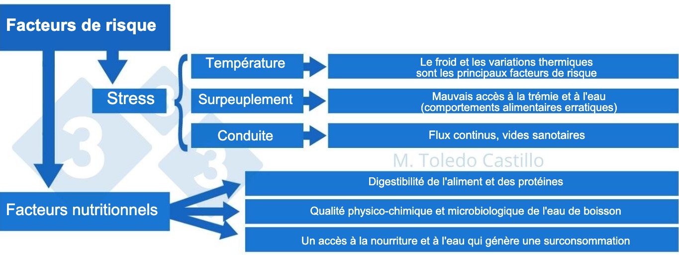 <p>Sch&eacute;ma 2 : Tableau des facteurs de risque associ&eacute;s &agrave; la pr&eacute;sentation de la colibacillose</p>
