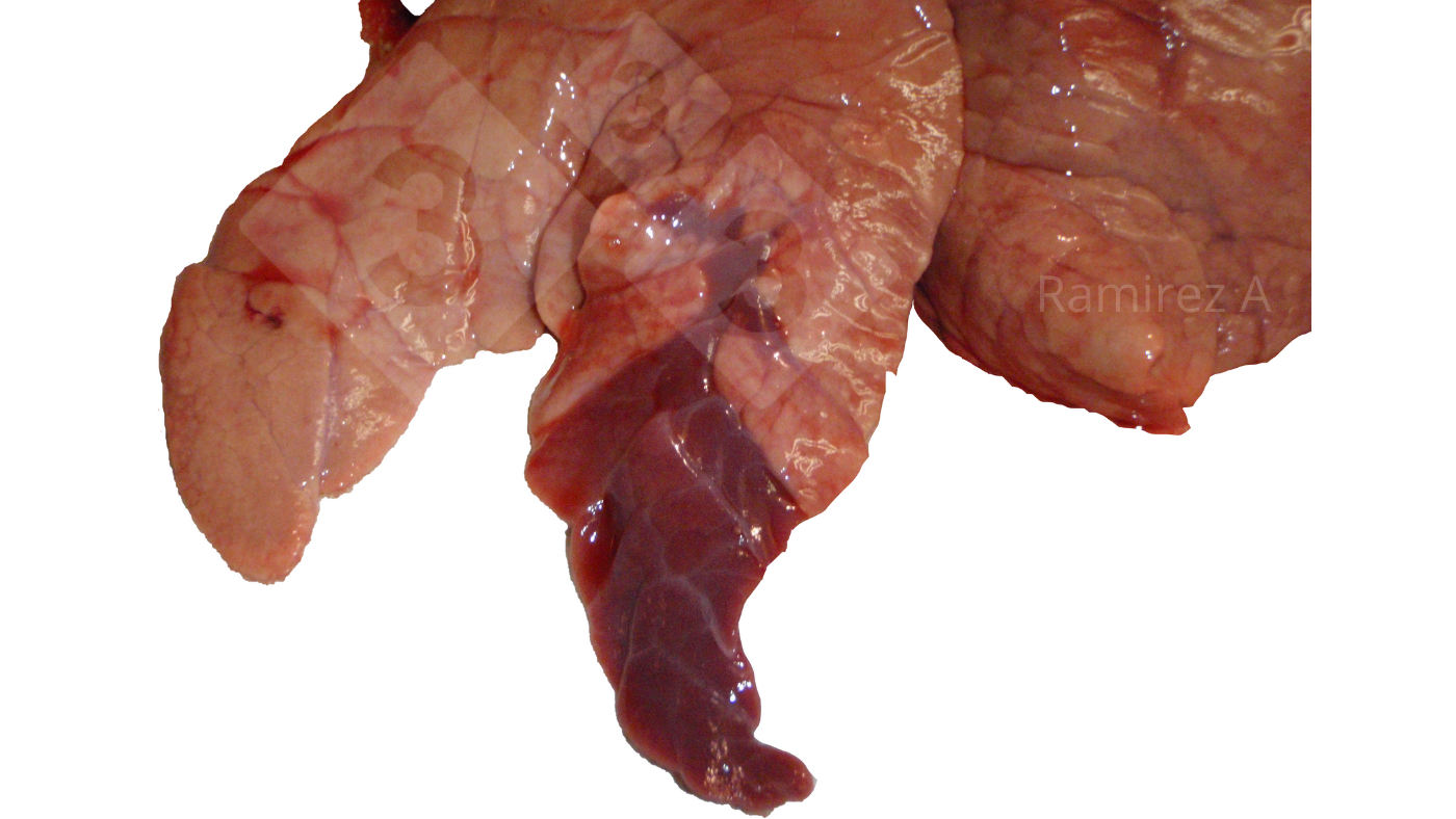 <p>Figure 1. Image montrant la consolidation cranioventrale classique associée à <em>Mycoplasma hyopneumoniae</em> (non pathognomonique) et à de nombreuses autres infections bactériennes, ainsi qu'à certaines infections par le virus de la grippe A.</p>