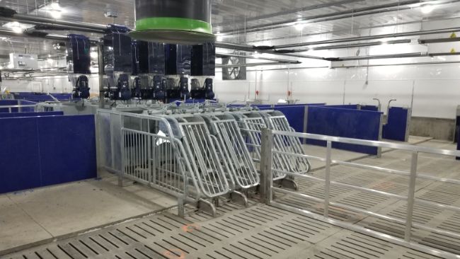 Imagen 1. Alimentaci&oacute;n electr&oacute;nica de precisi&oacute;n en gestaci&oacute;n con 4 l&iacute;neas de pienso y varias tolvas por comedero.
