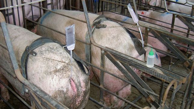 Photo 1. Hands-free insemination systems&nbsp;allow&nbsp;a worker to control the insemination of several females at the same time,&nbsp;therefore reducing&nbsp;the time needed to inseminate.&nbsp;But, there is a greater risk of the catheter dislodging if it is a rigid kind.
