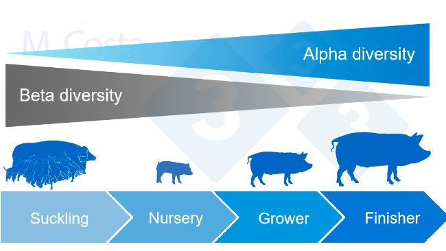 Figure 4. Dynamics of alpha and beta diversity during the lifetime of a pig.