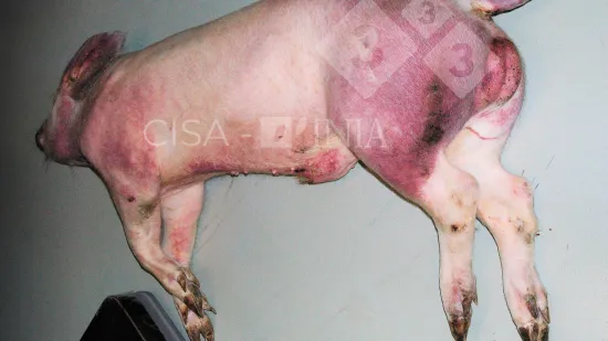 Semaine du 29-Oct-2025