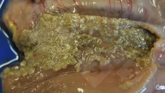 Semaine du 26-Nov-2025