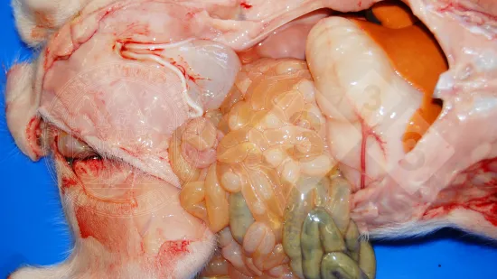 Semaine du 03-Déc-2025