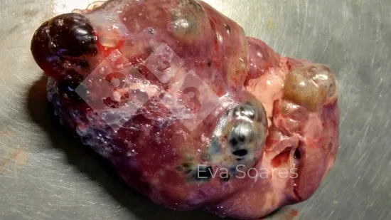 Semaine du 24-Déc-2025