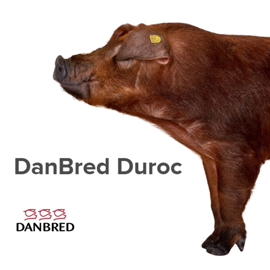 DanBred Duroc