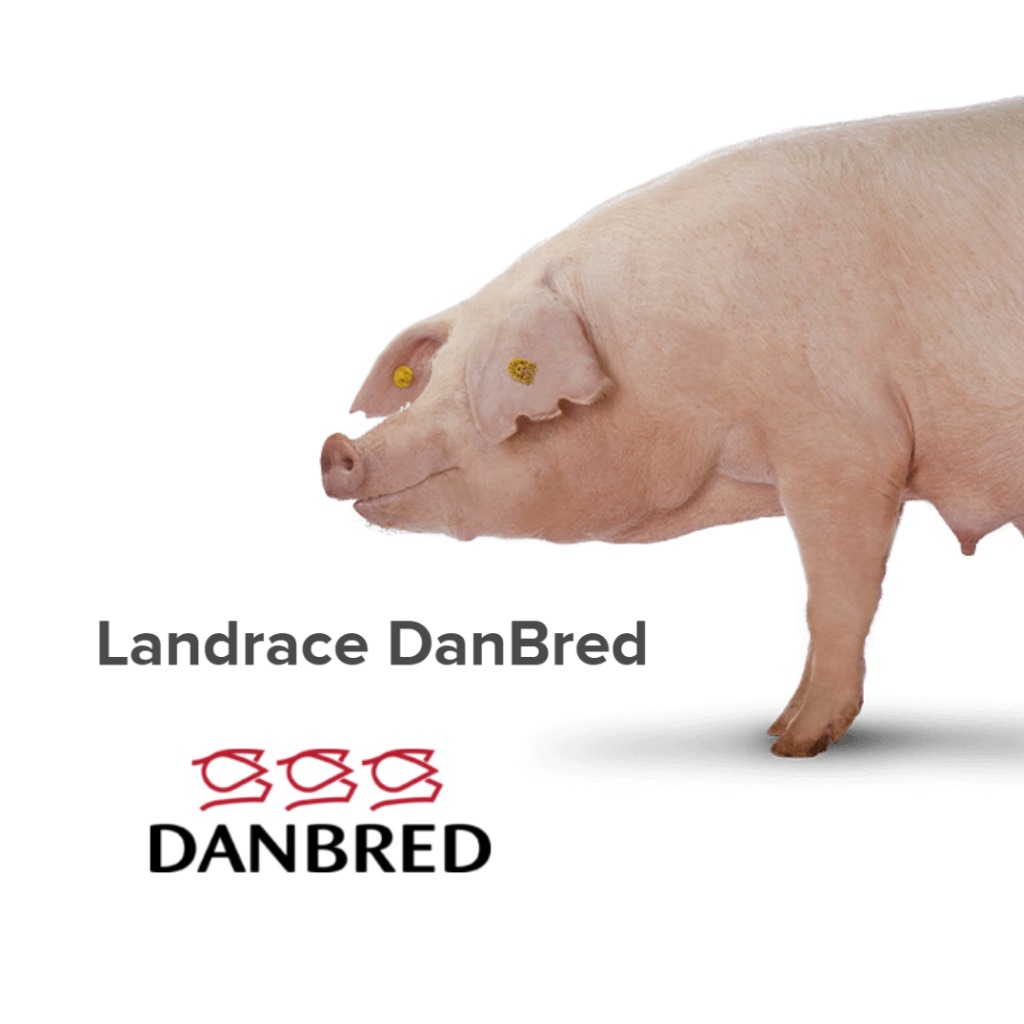 DanBred Landrace