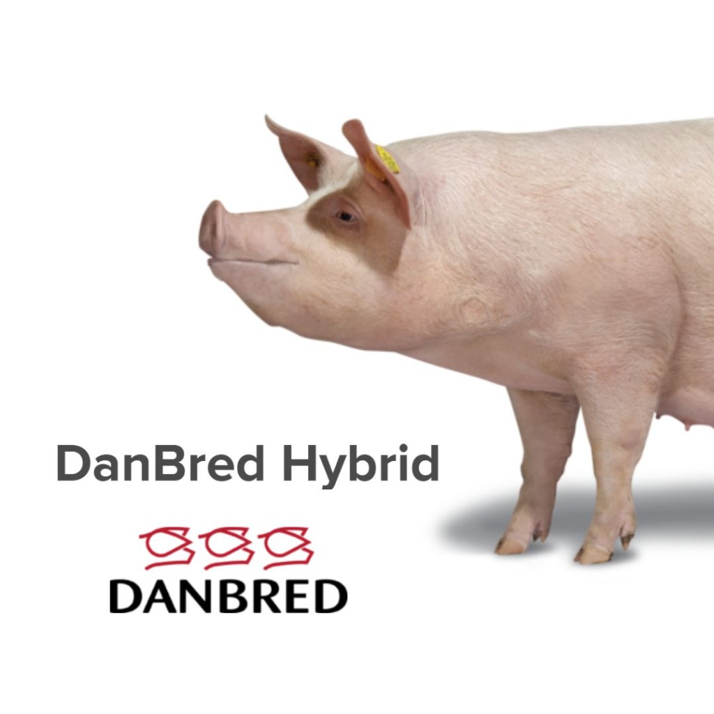 DanBred Hybrid