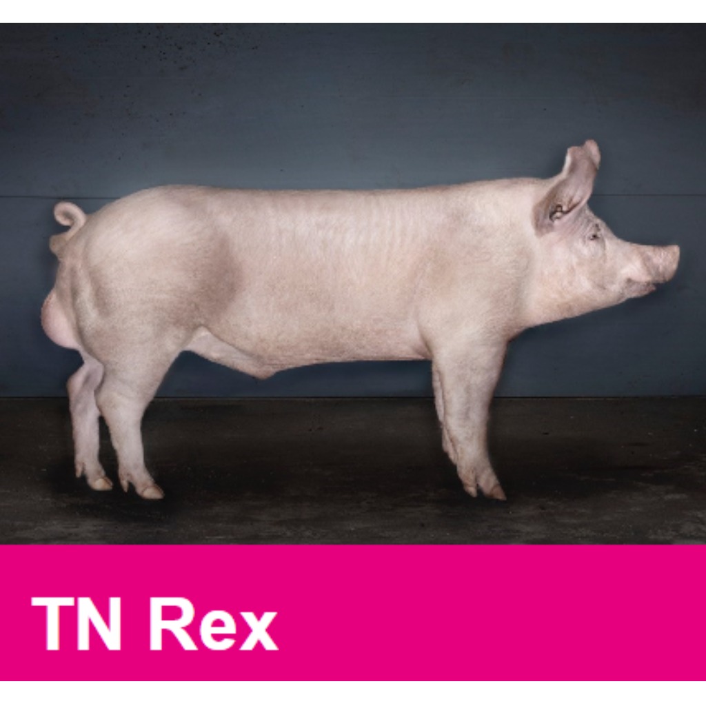 TN Rex