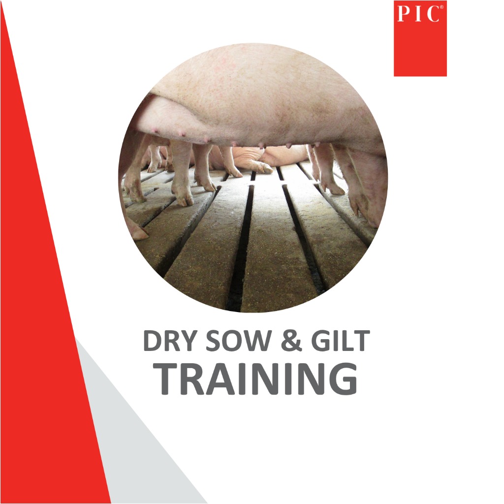 ONLINE Dry sow &amp; Gilt Training - 10 Sep 2025