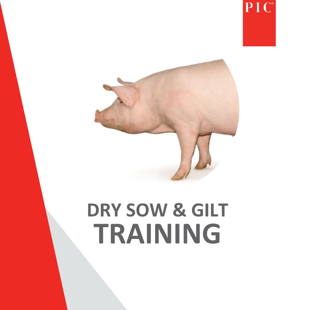 ONLINE Dry sow and Gilt Training - 1 April 2026