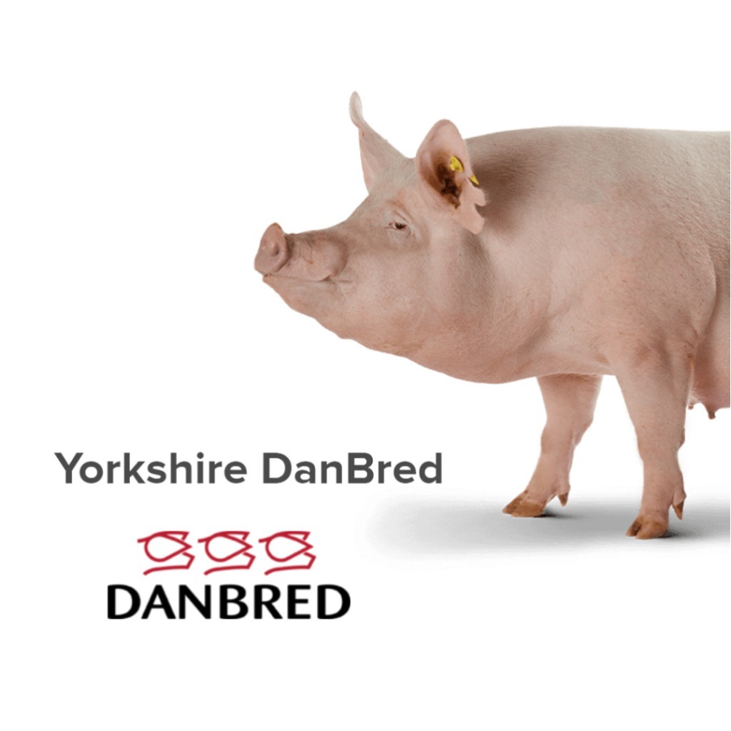 DanBred Yorkshire