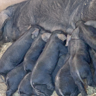 Agustin Travieso Morales