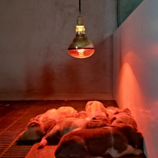 Flávio Raposo Esteves