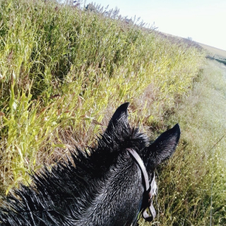Franco gonzalo  Villalba 