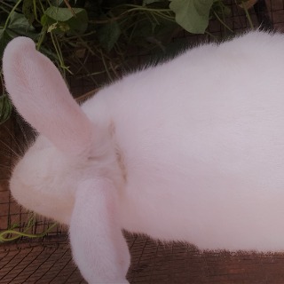 Komlan Eyram ANAGONOU