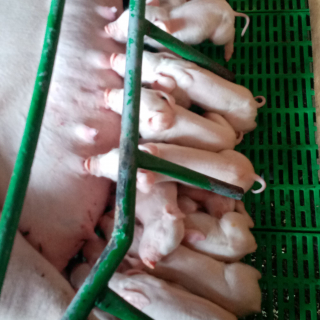 Juan Camilo  Quiceno Zapata 