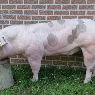 KI BEVEL -Artificial Insemination center