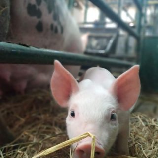 Segundo Dionicio Bacon Soto