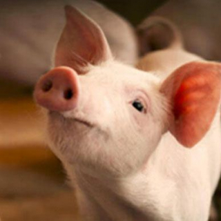 Lý Trần Tuấn Anh