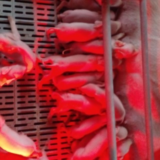 Cesar Omar  Von braun 