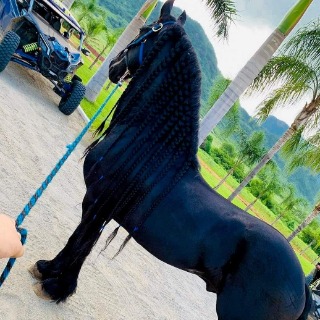 anthony  martinez castillo